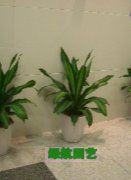 供应789绿航园艺盆景出租公司=绿植出租公司_农副产品_世界工厂网中国产品信息库