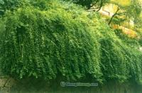 供应山西省中杨园艺场流苏种子,油根子种子促芽技术_农副产品_世界工厂网中国产品信息库