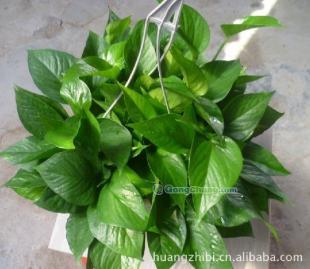 供应绿萝吊兰盆景、供应绿萝吊兰、绿萝吊兰批发、潇湘园艺_纺织、皮革_世界工厂网中国产品信息库