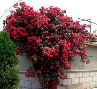 【蔷薇花苗 玫瑰苗藤本月季爬藤花卉2年苗】价格_厂家_图片 -