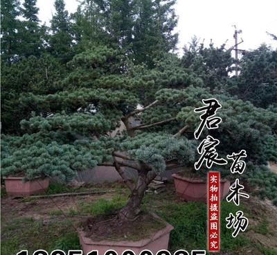 特价优质五针松苗：基地直销，园艺爱好者的理想选择