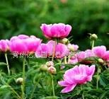 优质地被植物之芍药 园艺中的瑰丽明珠