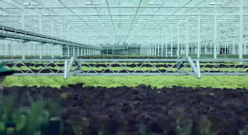 国际聚焦 地热能在全球设施农业中的广泛应用及园艺效益