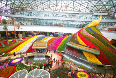 花韵春城——昆明花之城,云南之行最美一站