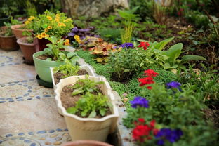 萱草园的第一个春天——记晒园藏花阁家庭园艺论坛