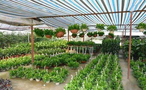 珠海首个园艺实践基地落成，开启城市绿色生活新篇章