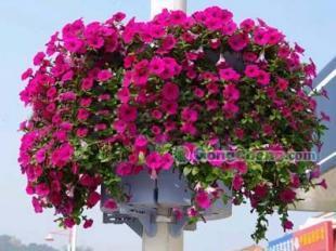 供应花盆园艺新选择 济南天桥区美境园艺引领城市绿化新风尚