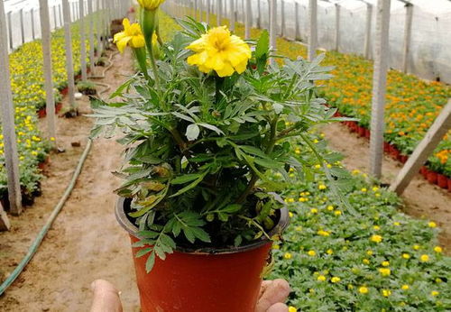 探寻优质园艺产品 价格、厂家与中国供应商全解析