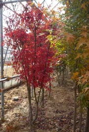 鸡爪槭 秋日园艺的绚丽主角，青岛天和源园艺为您倾情供应