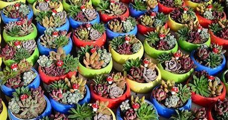 鞍山绿馨花卉 专业批发，品质园艺的优质选择