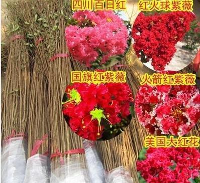 选购指南 四川红花紫薇小苗——优质百日红紫薇苗批发，规格齐全助力园艺造景